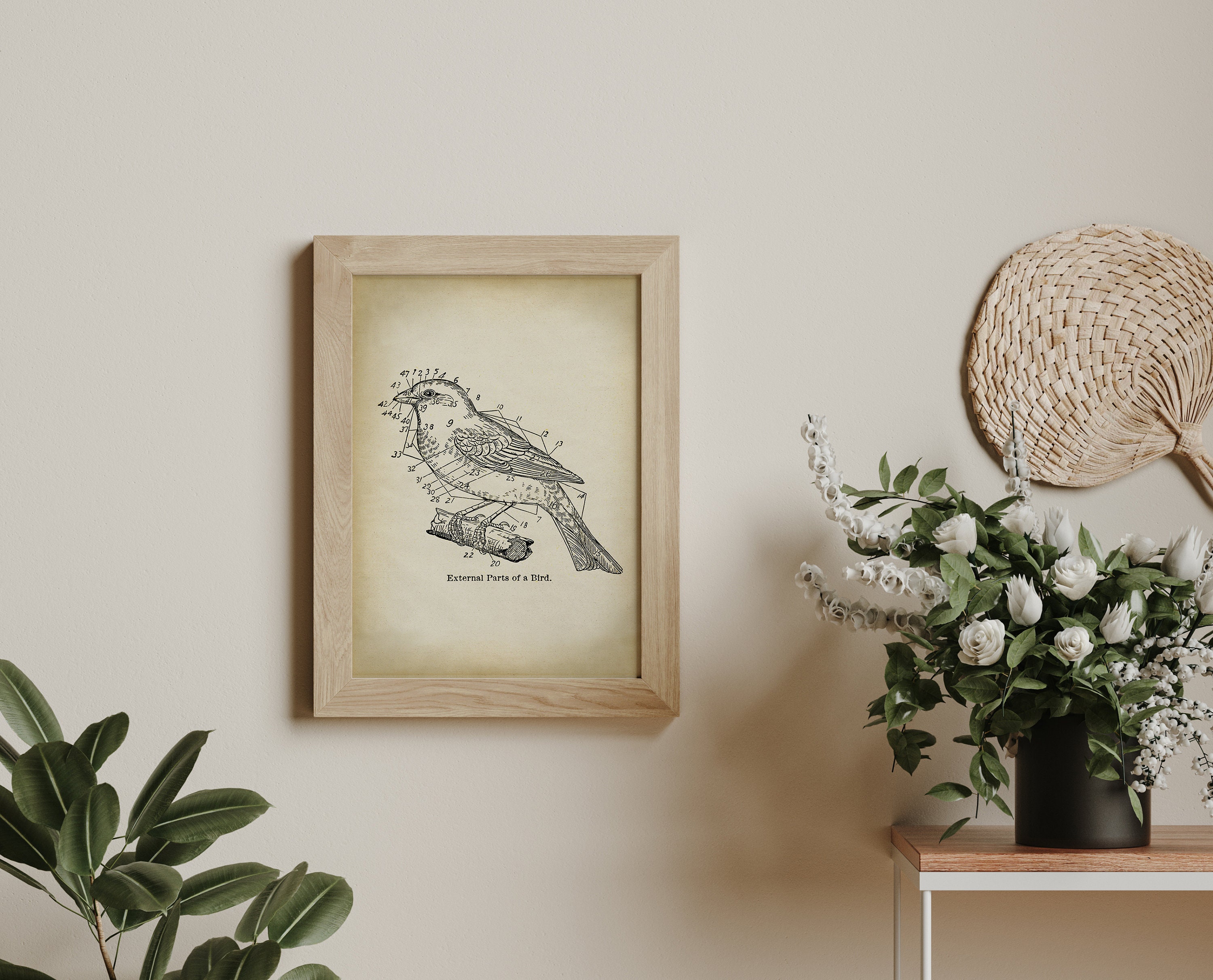Ornithology Bird Diagram Print: Scientific Illustration Art - Etsy