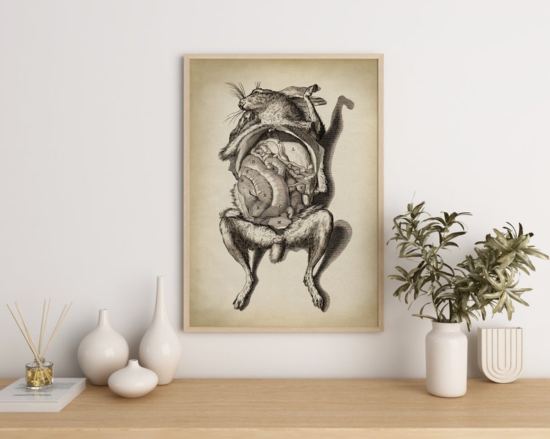 Bizarre Animal ANATOMY Print, Vintage Rabbit Anatomical Poster ...