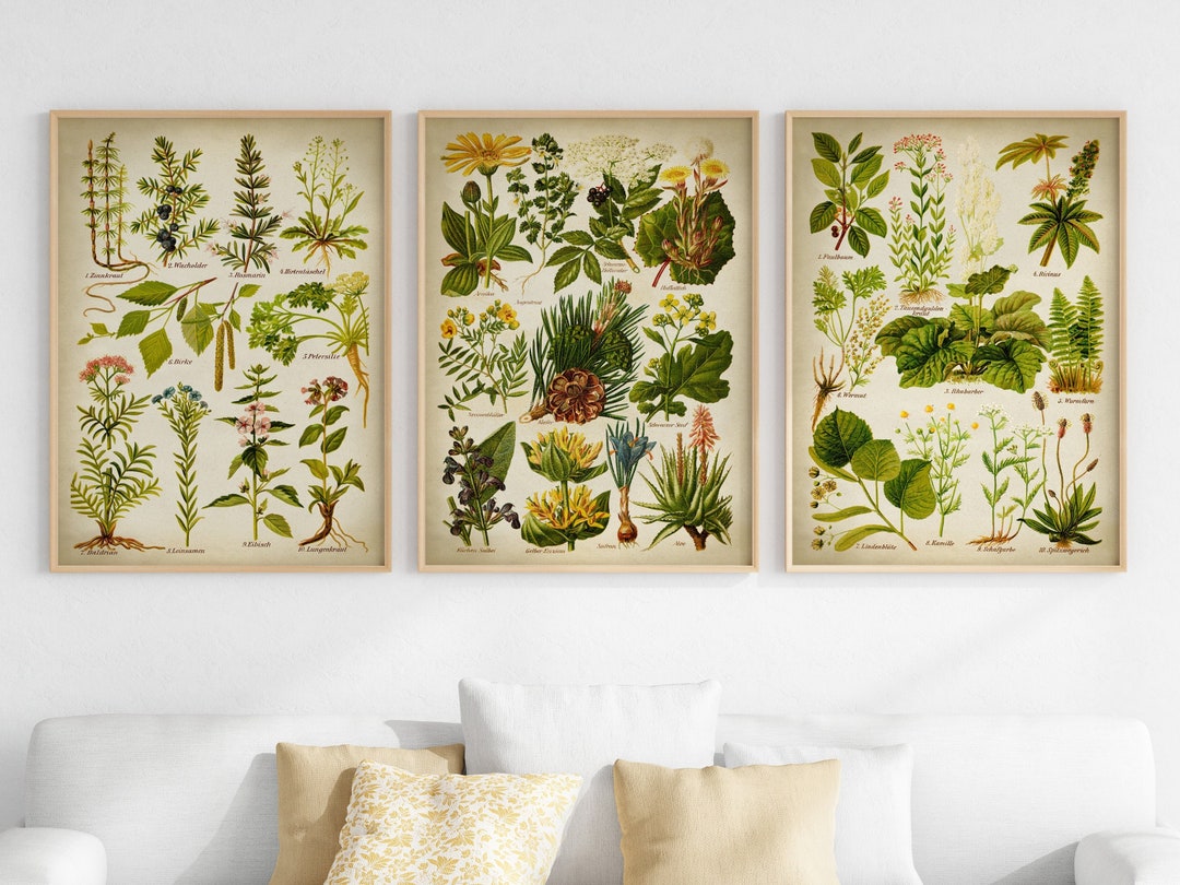Vintage Medicinal Herbs Print Set of 3, Antique Botanical Healing ...