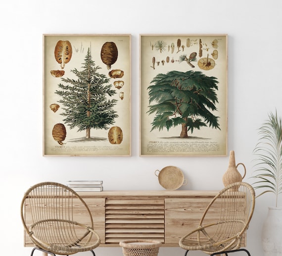 Cedar Tree Botanical Print Set: Vintage Forest Wall Art