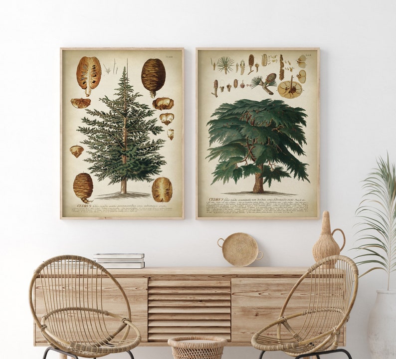 May include: Two botanical illustrations of trees, framed in brown wood. The first image shows a cedar tree with green needles and brown cones. The second image shows a cedar tree with green leaves and brown cones. Both images have the text "Cedrus" at the bottom.