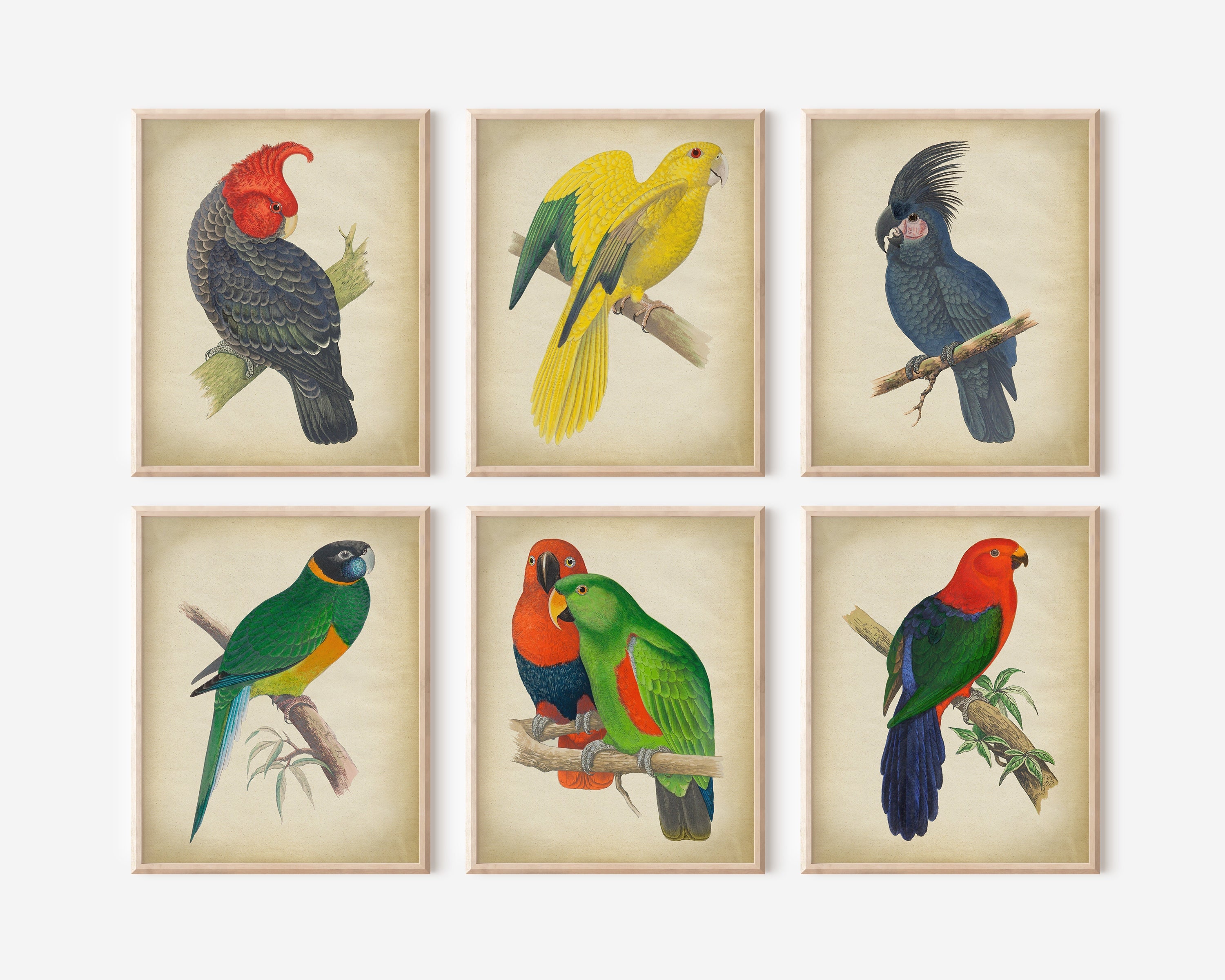 DEARBIRDER Decorazione Murale Pappagallo In Metallo – Scultura Colorata A Forma Di Ara Per Interni Ed Esterni, 38 Cm