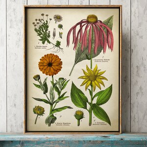 May include: Vintage botanical print showcasing detailed illustrations of different flowers, such as coneflowers and marigolds. The artwork is presented in a gold-coloured wooden frame, enhancing the classic botanical theme.