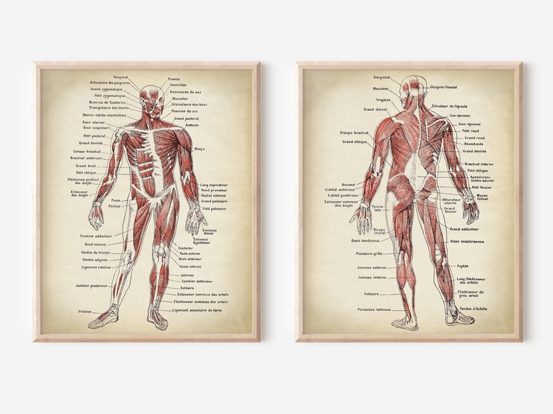 Anatomy Print SET of 2, Anatomical Poster, Muscular System Chart, Medical Print, Anatomy Chart, Antique Anatomy Fast Track Shipping image 1