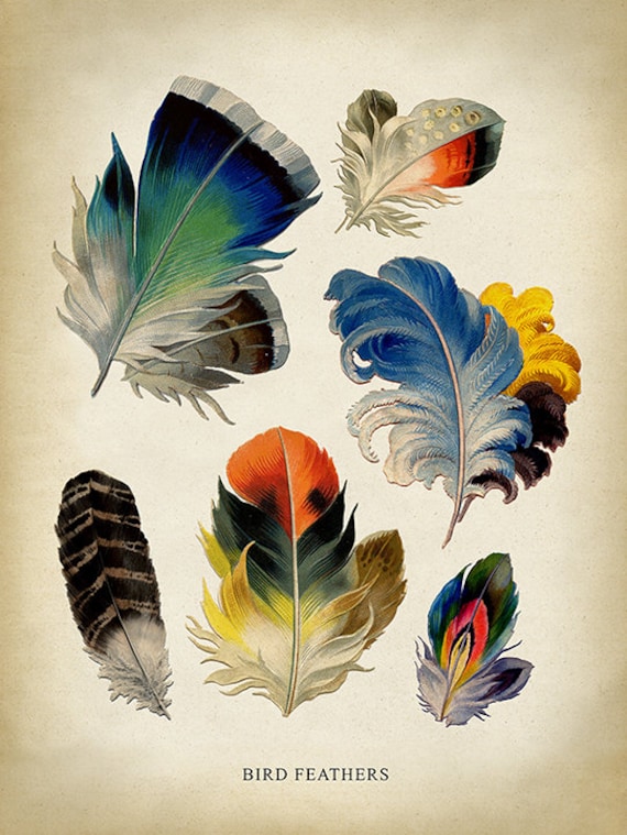 BIRD FEATHERS Print, Colorful feathers Poster, Feather Print, Farm Animals  Illustration, Fowl Art, Bird Art, Plumage Rustic Decor