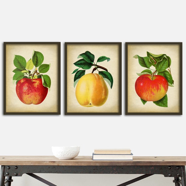 Botanical FRUIT print set of 3 prints, appetizing red and yellow apple print, apple poster, antique botanical art, kitchen decor