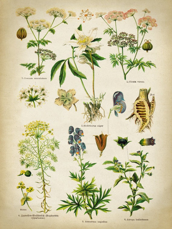 Medicinal Plants Chart