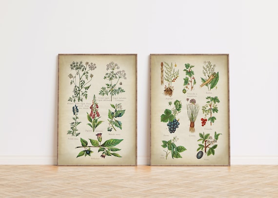 Vintage Botanical Print Set: Poisonous Plants & Forest Fruits