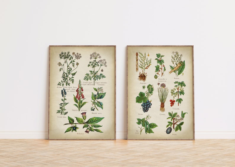 Botanical set of two poisonous and edible plants and flower art prints, in a vintage classical style.