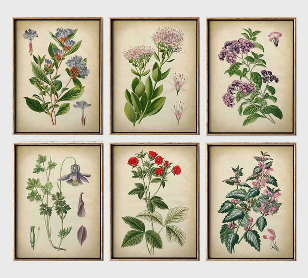 BOTANICAL Print SET of 6 Art Prints Botanical Poster Flower - Etsy