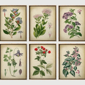 BOTANICAL print SET of 6 art prints, botanical poster, flower poster, flowers print set, botanical illustration, Fast Track Shipping