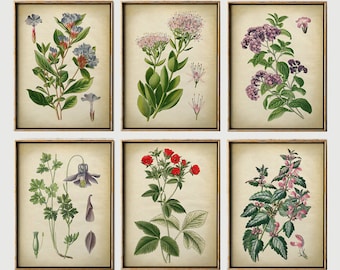 May include: A collection of six framed botanical prints, each displaying detailed illustrations of different flowers and plants. The prints feature a variety of colours, including blue, pink, red, and green, set against a cream backdrop. Each print is enclosed in a gold-coloured frame.