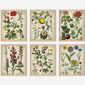 BOTANICAL print set of 6 art prints, medicinal plants, botanical poster, flower poster, flowers print set, red poppy Fast Track Shipping image 2