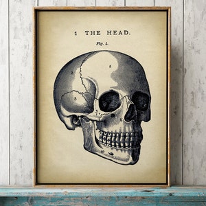May include: A vintage anatomical illustration of a human skull with numbered labels. The skull is depicted in profile, with the left side of the face visible. The image is printed on a cream-colored paper with a brown border.