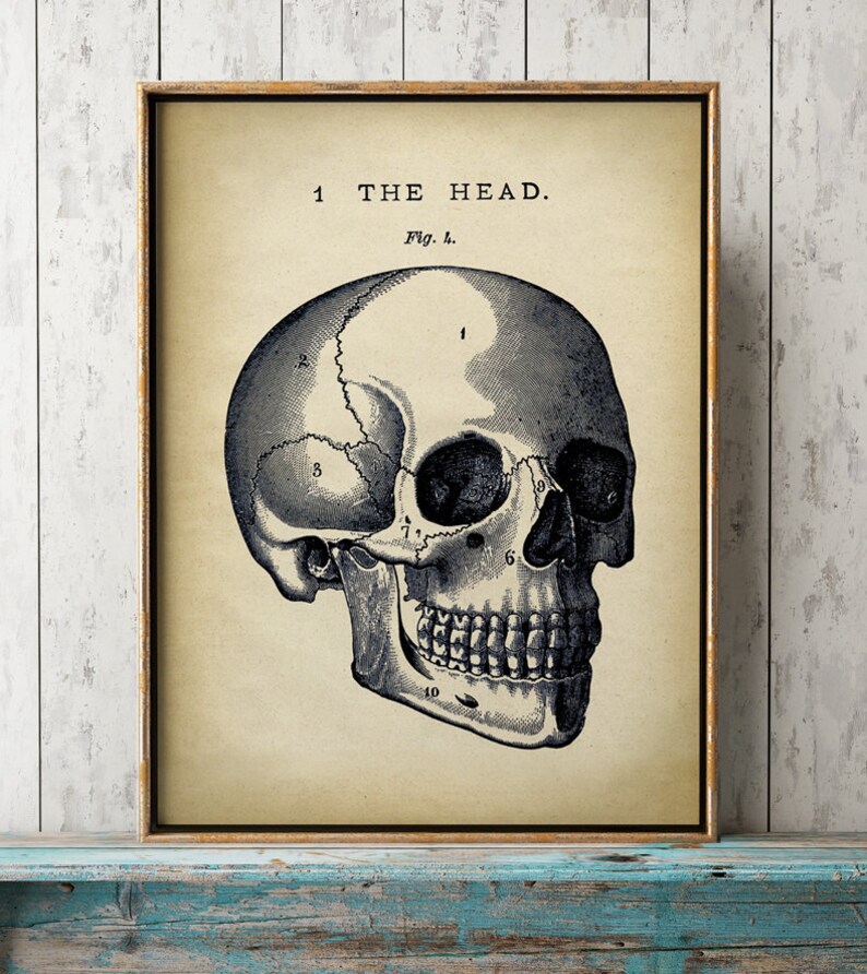 May include: A vintage anatomical illustration of a human skull with numbered labels. The skull is depicted in profile, with the left side of the face visible. The image is printed on a cream-colored paper with a brown border.