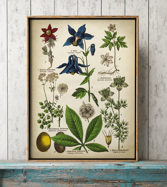 Botanical Chart Print