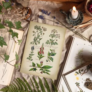 May include: Vintage botanical illustration print featuring a collection of plants with Latin names and descriptions. The print is on a cream-colored paper with a brown border.