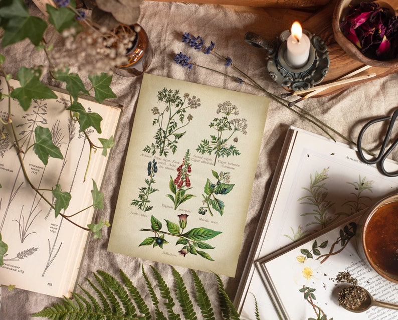 May include: Vintage botanical illustration print featuring a collection of plants with Latin names and descriptions. The print is on a cream-colored paper with a brown border.