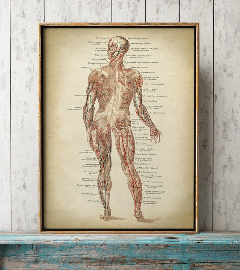 Anatomy Poster SET of 2 Anatomical Print Human Body Chart Etsy UK