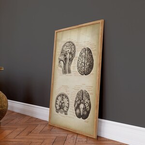 Puede incluir: Una ilustraci&oacute;n anat&oacute;mica vintage del cerebro humano en un marco de madera. La ilustraci&oacute;n muestra el cerebro desde diferentes &aacute;ngulos, con etiquetas para cada parte.