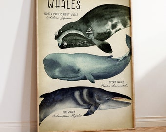 Watercolor Whales Poster: Vintage Marine Life School Chart