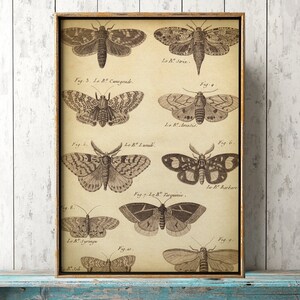 Large Butterfly poster, Butterfly poster A3, butterflies wall decor, scientific butterflies study, antique butterfly, black and white print
