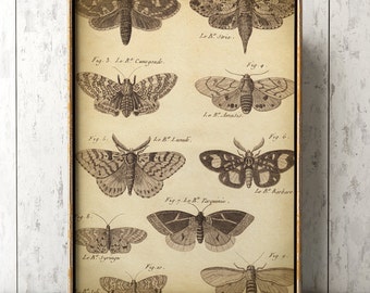 Impresión de mariposa antigua: estudio científico, decoración de pared en blanco y negro