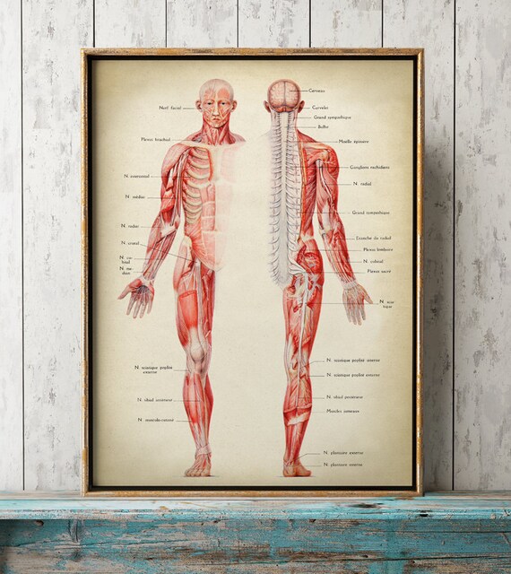 Poster ANATOMIA UMANA, Poster Sistema Muscolare, Illustrazione Scientifica  Anatomica, Disegno Anatomico, Stampa Anatomica, Arte Medica