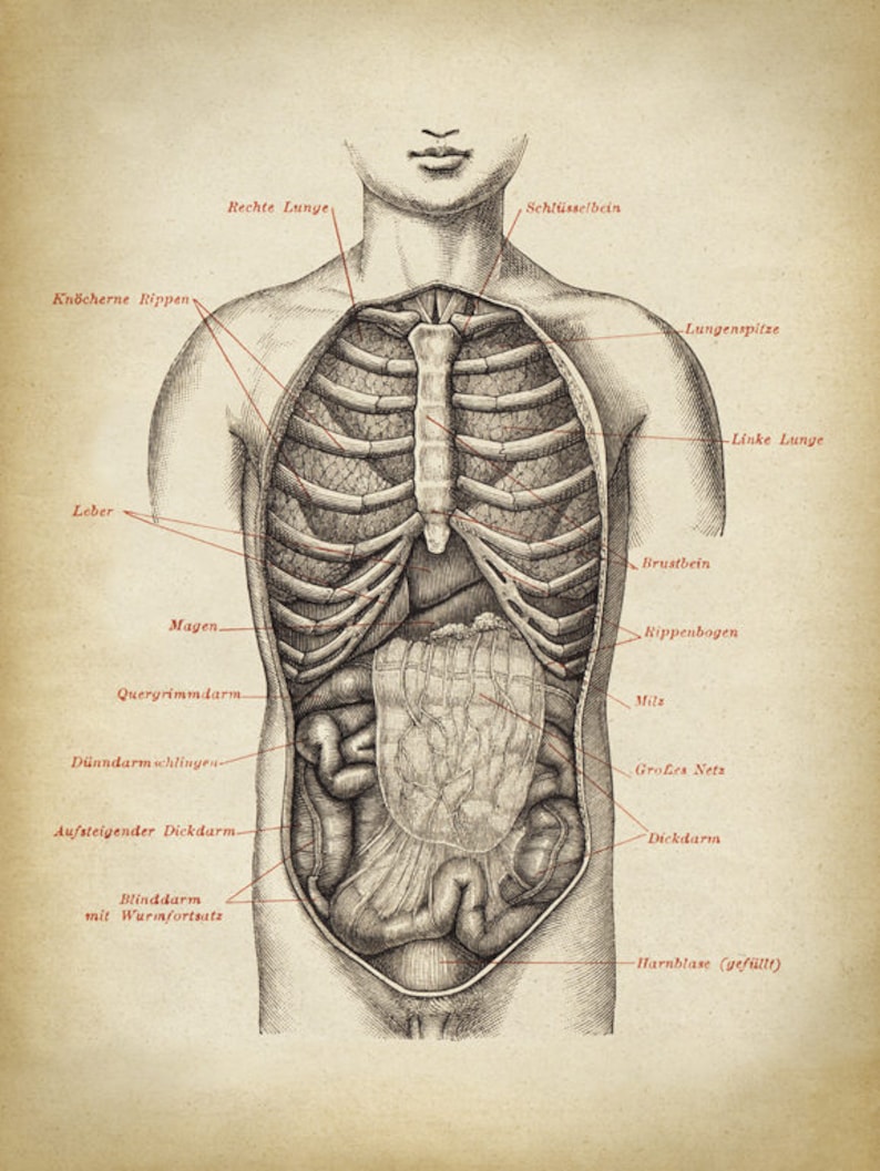 ANATOMY PRINT Male Chest Anatomy Poster Human Body Chart ...
