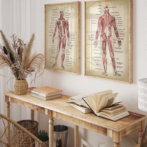 Anatomy Print SET of 2, Anatomical Poster, Muscular System Chart, Medical Print, Anatomy Chart, Antique Anatomy Fast Track Shipping image 2