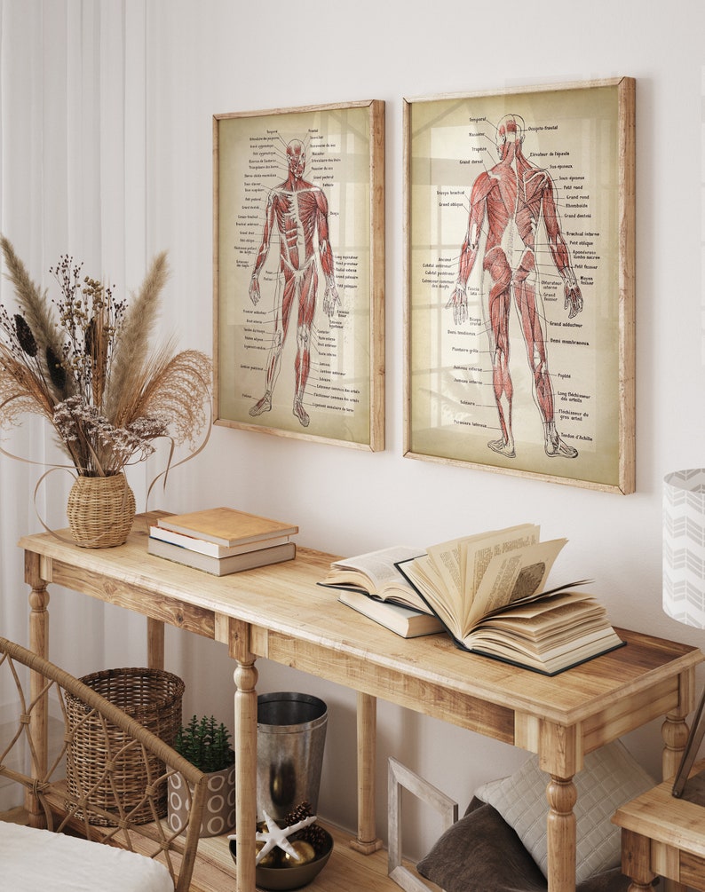 Anatomy Print SET of 2, Anatomical Poster, Muscular System Chart, Medical Print, Anatomy Chart, Antique Anatomy Fast Track Shipping image 2