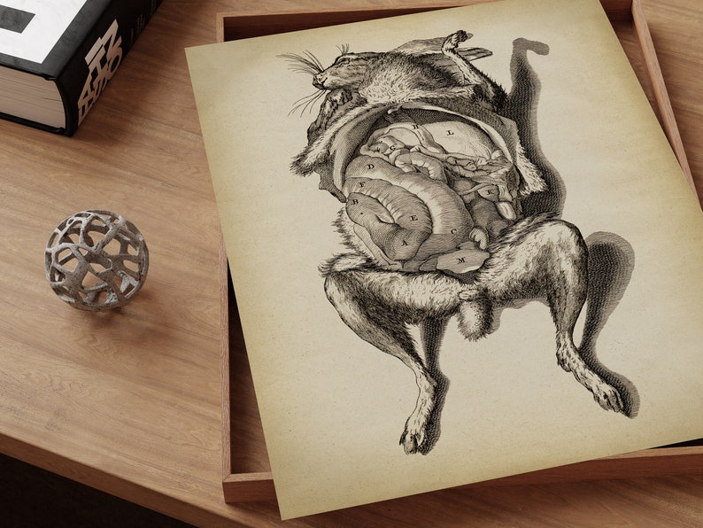 Bizarre Animal ANATOMY Print, Vintage Rabbit Anatomical Poster ...