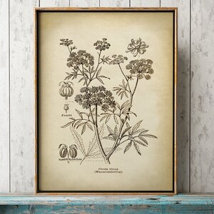 Pu&ograve; includere: Un'illustrazione botanica vintage di una pianta di cicuta, nota anche come "Cicuta acquatica", con disegni dettagliati dei fiori, delle foglie, dei frutti e dei semi della pianta. L'illustrazione &egrave; in bianco e nero e ha uno sfondo beige. Il testo "Cicuta virosa (Wasser Schierling)" &egrave; stampato sotto l'illustrazione.