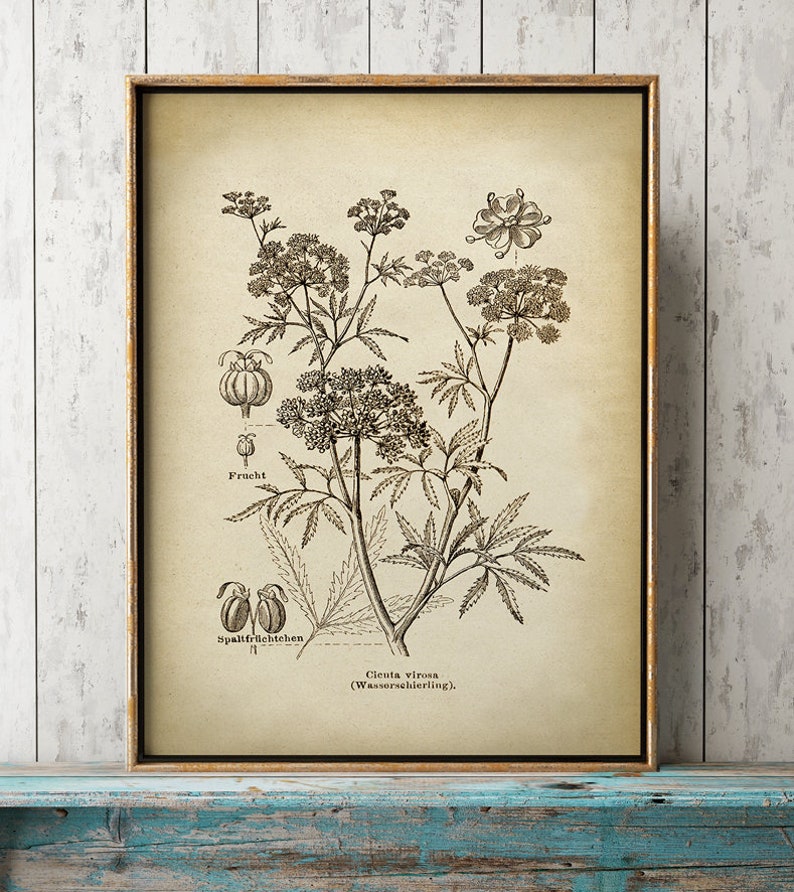 Pu&ograve; includere: Un'illustrazione botanica vintage di una pianta di cicuta, nota anche come "Cicuta acquatica", con disegni dettagliati dei fiori, delle foglie, dei frutti e dei semi della pianta. L'illustrazione &egrave; in bianco e nero e ha uno sfondo beige. Il testo "Cicuta virosa (Wasser Schierling)" &egrave; stampato sotto l'illustrazione.