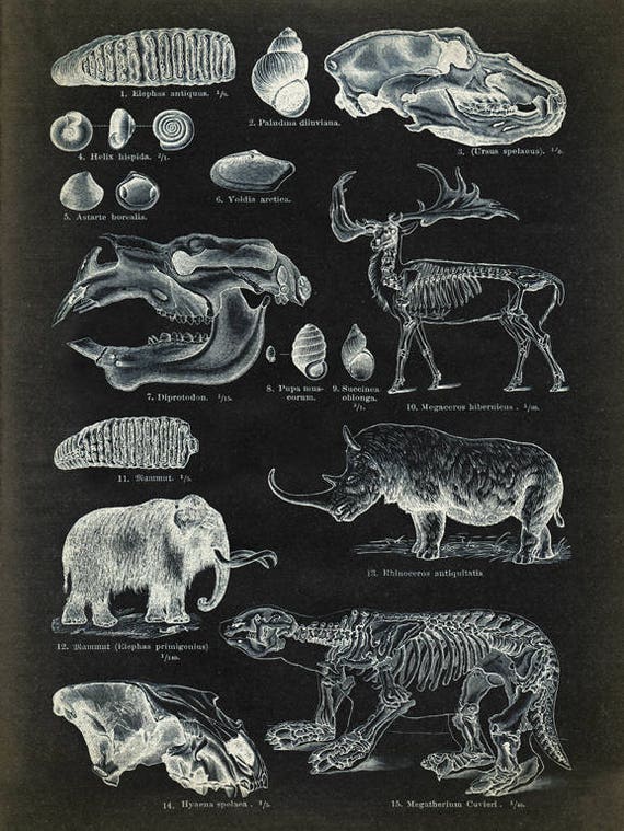 Dinosaur Chart Poster