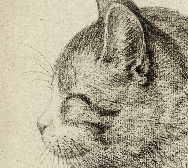 Cat Art Print, Sitting Cat, Pencil Drawing of a Cat Side, Vintage Style, Domestic Cat, Domestic Animal, Aged Cat Illustration Wall Art image 3