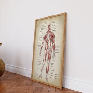Anatomy Print SET of 2, Anatomical Poster, Muscular System Chart, Medical Print, Anatomy Chart, Antique Anatomy Fast Track Shipping image 5