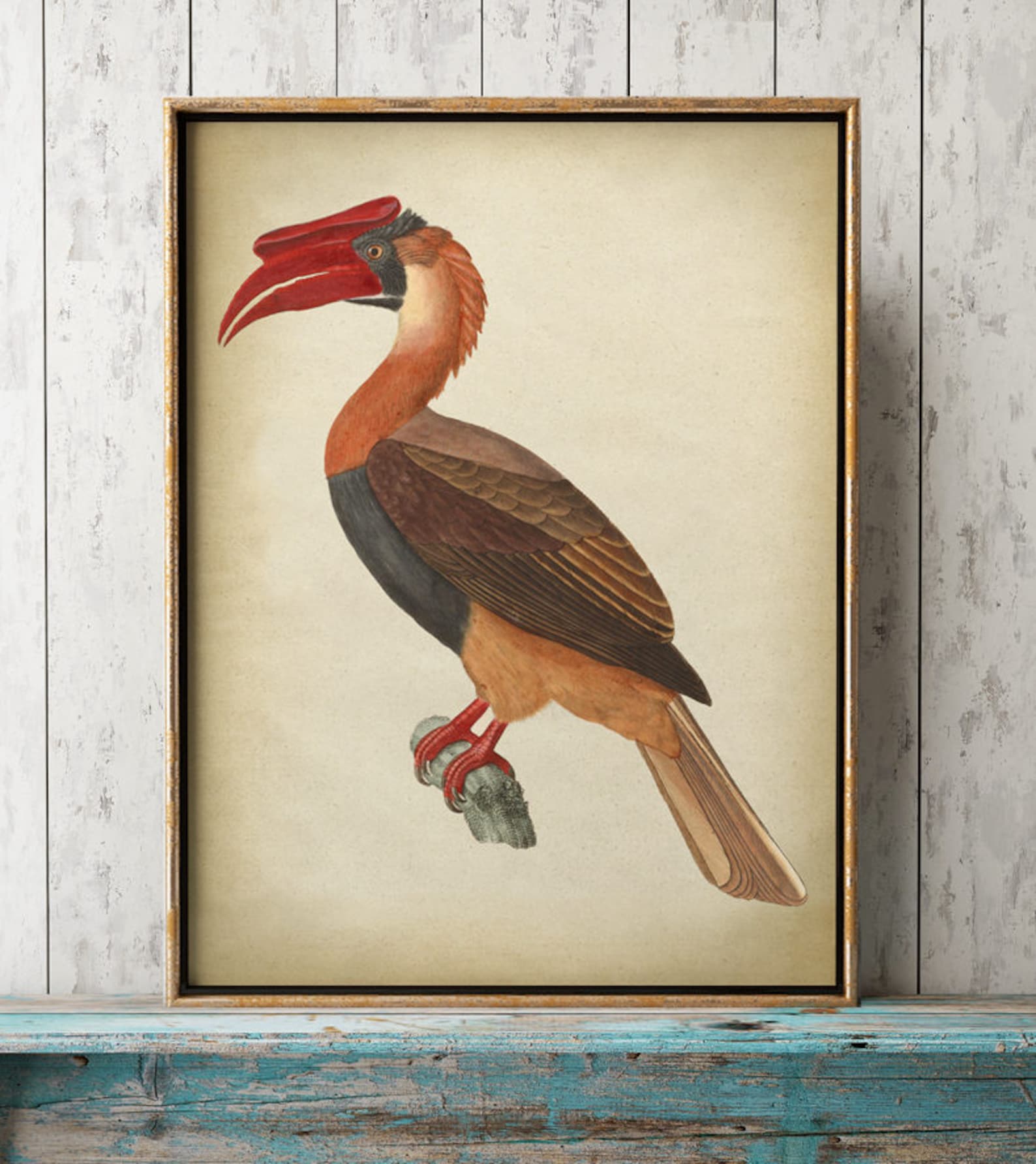 Great Hornbill BIRD Print Bird Poster Hornbill Print Exotic | Etsy