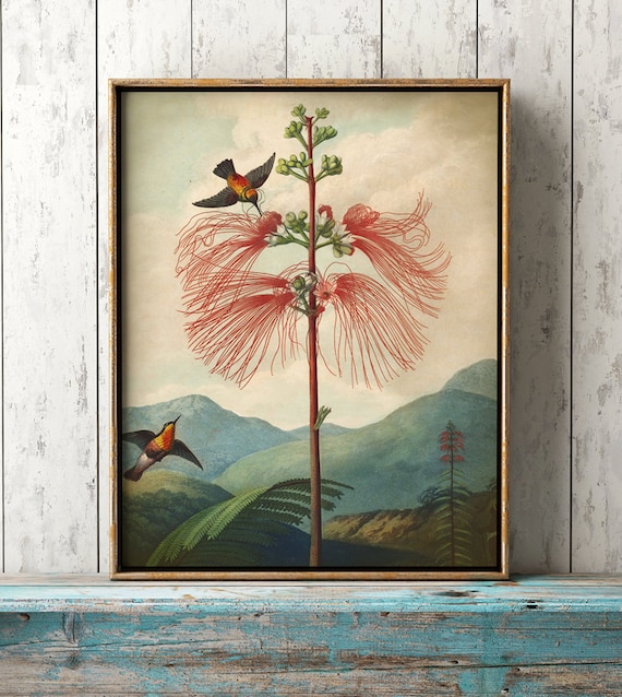 Botanical Print: Sensitive Plant, Hummingbird, Antique Flower Art