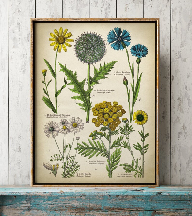 BOTANICAL Print Set of 6 Art Prints Medicinal Plants Etsy
