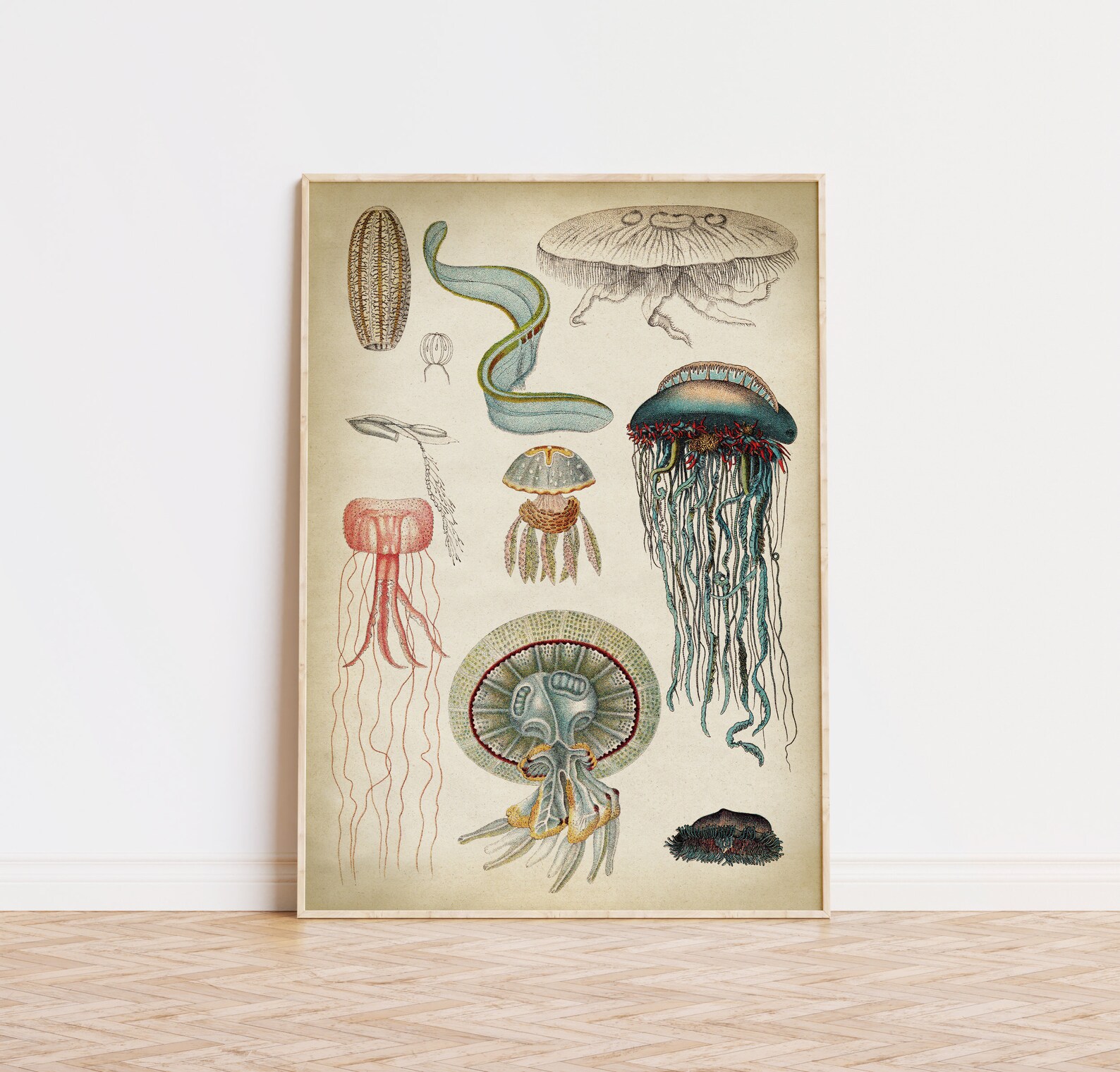 Jellyfish Print Jellyfish Art Print Scientific Chart Marine | Etsy