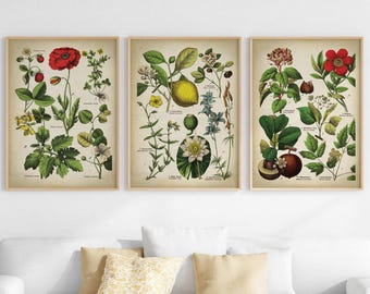 Vintage Botanical Prints Set: Antique Flower Gallery Wall Art