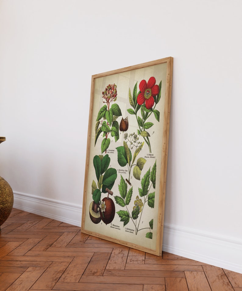 BOTANICAL print set of 6 art prints, medicinal plants, botanical poster, flower poster, flowers print set, red poppy Fast Track Shipping image 6