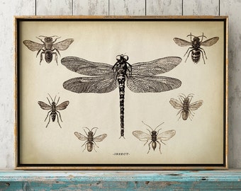 Dragonfly print, Dragon-fly print, Study of insects chart, Dragonfly poster, entomology chart, insect wall art, aged sepia black and white