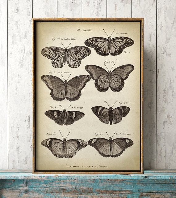 Papillon sur feuilles de palmier affiches et impressions par Emilia  Trollmåne - Printler