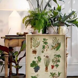 May include: A vintage botanical illustration print featuring various fruits and vegetables, including grapes, asparagus, gooseberries, and plums. The print is framed in a light wood frame and is displayed on a wooden table with potted plants.
