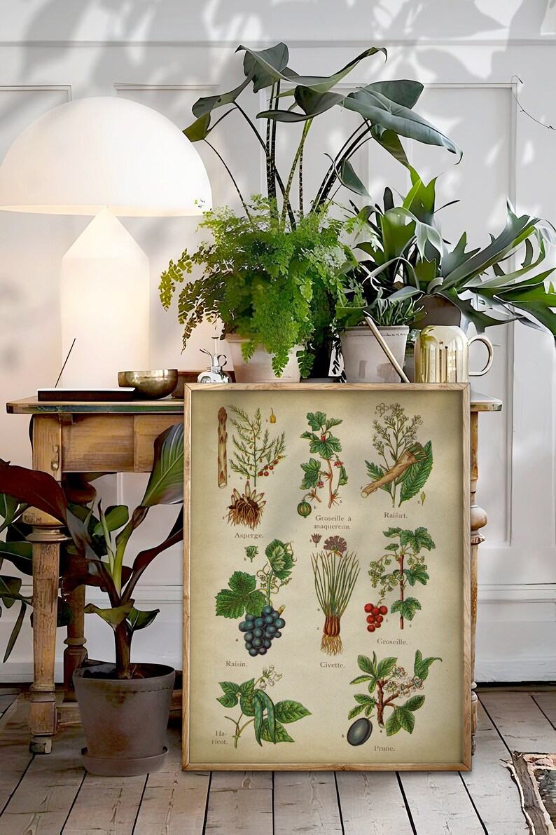 May include: A vintage botanical illustration print featuring various fruits and vegetables, including grapes, asparagus, gooseberries, and plums. The print is framed in a light wood frame and is displayed on a wooden table with potted plants.