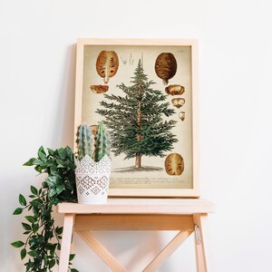 May include: A framed botanical illustration of a cedar tree with brown cones and leaves. The illustration is on a cream background with the text "Cedrus atlantica, var.  pyramidalis,  var.  atlantica,  var.  glauca".