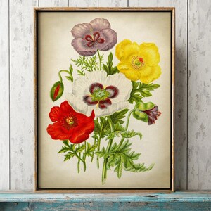 May include: A vintage botanical illustration featuring a bouquet of five flowers. The flowers are a white poppy with a dark red center, a red poppy, a purple poppy, and two yellow poppies. The flowers are arranged in a cluster with green leaves and stems.