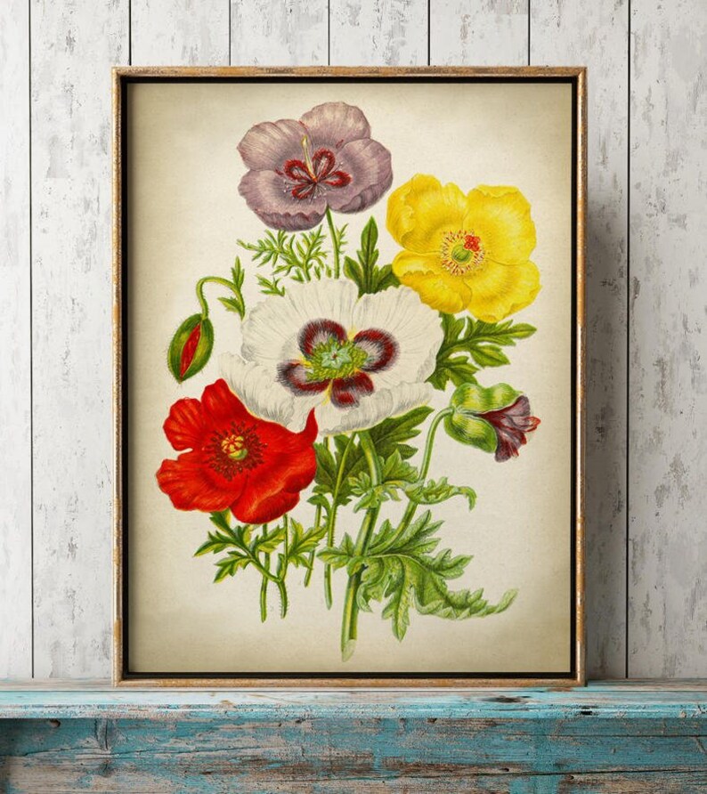 May include: A vintage botanical illustration featuring a bouquet of five flowers. The flowers are a white poppy with a dark red center, a red poppy, a purple poppy, and two yellow poppies. The flowers are arranged in a cluster with green leaves and stems.